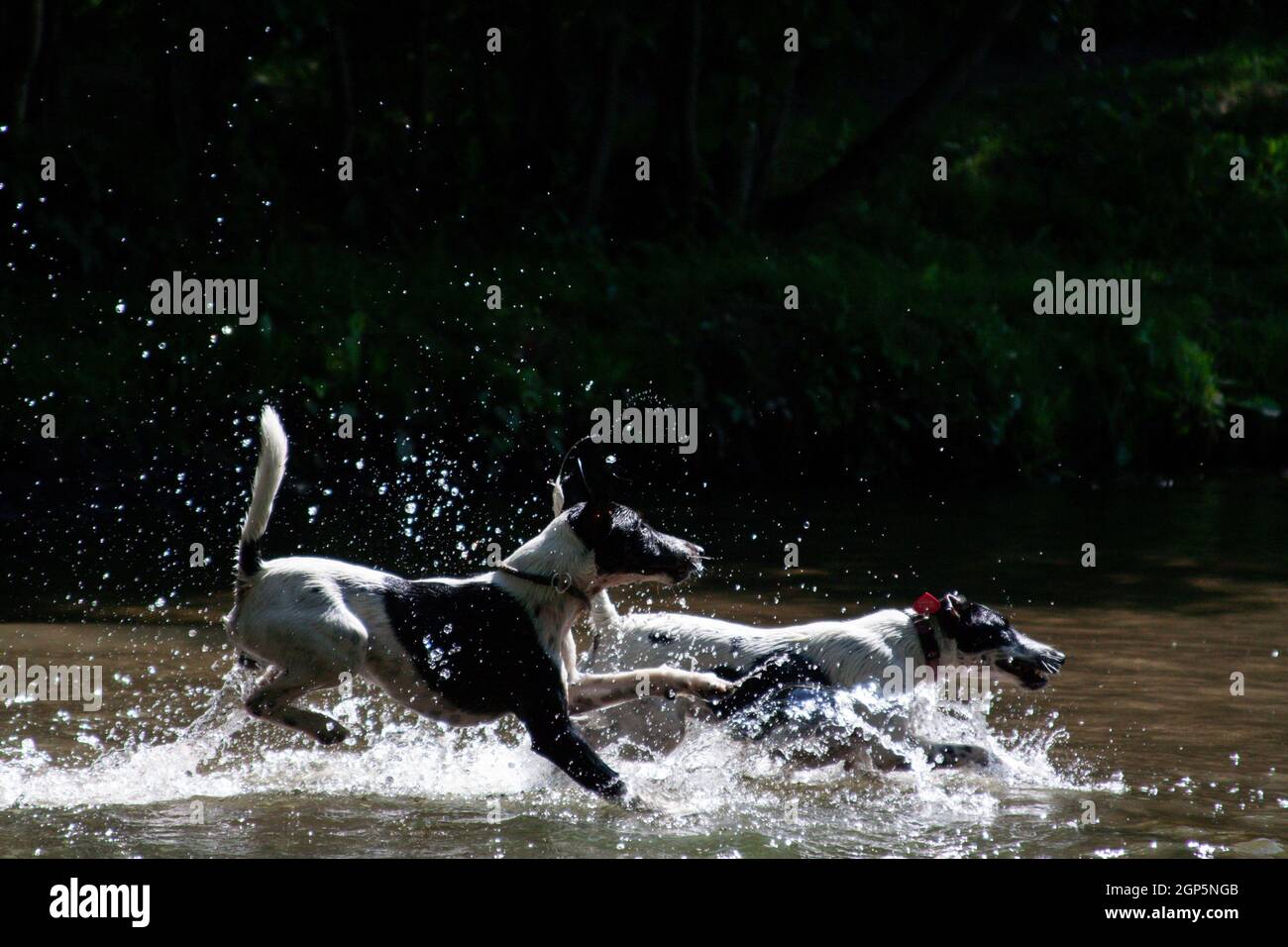 Deux chiens d'une race de renard-terrier à poil doux une couleur blanche avec des taches noires joue et saute dans la rivière et l'eau de pulvérisation Banque D'Images