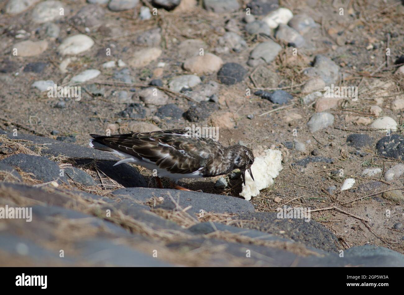 Ruddy turnstone Arenaria interprétant manger des morceaux de pain. Arinaga. Aguimes. Grande Canarie. Îles Canaries. Espagne. Banque D'Images