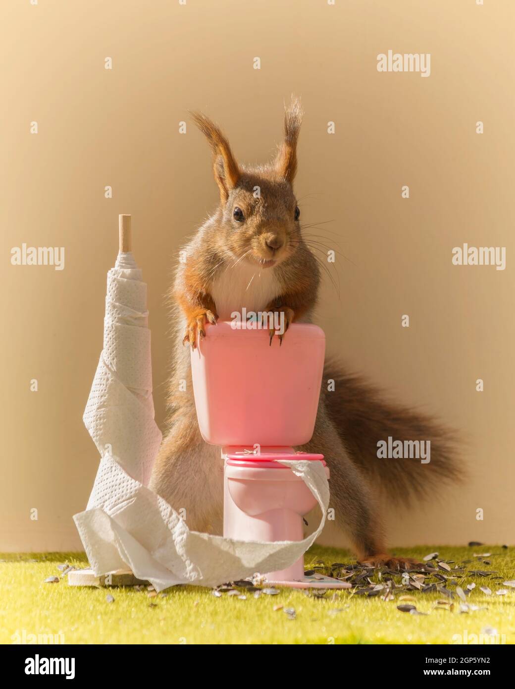 Close up of écureuil rouge sur une toilette avec du papier toilette à la  recherche au viewer Photo Stock - Alamy