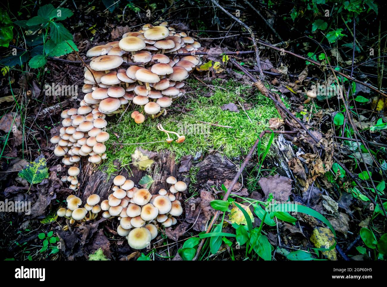 Petits champignons et mousse dans la nature. Banque D'Images