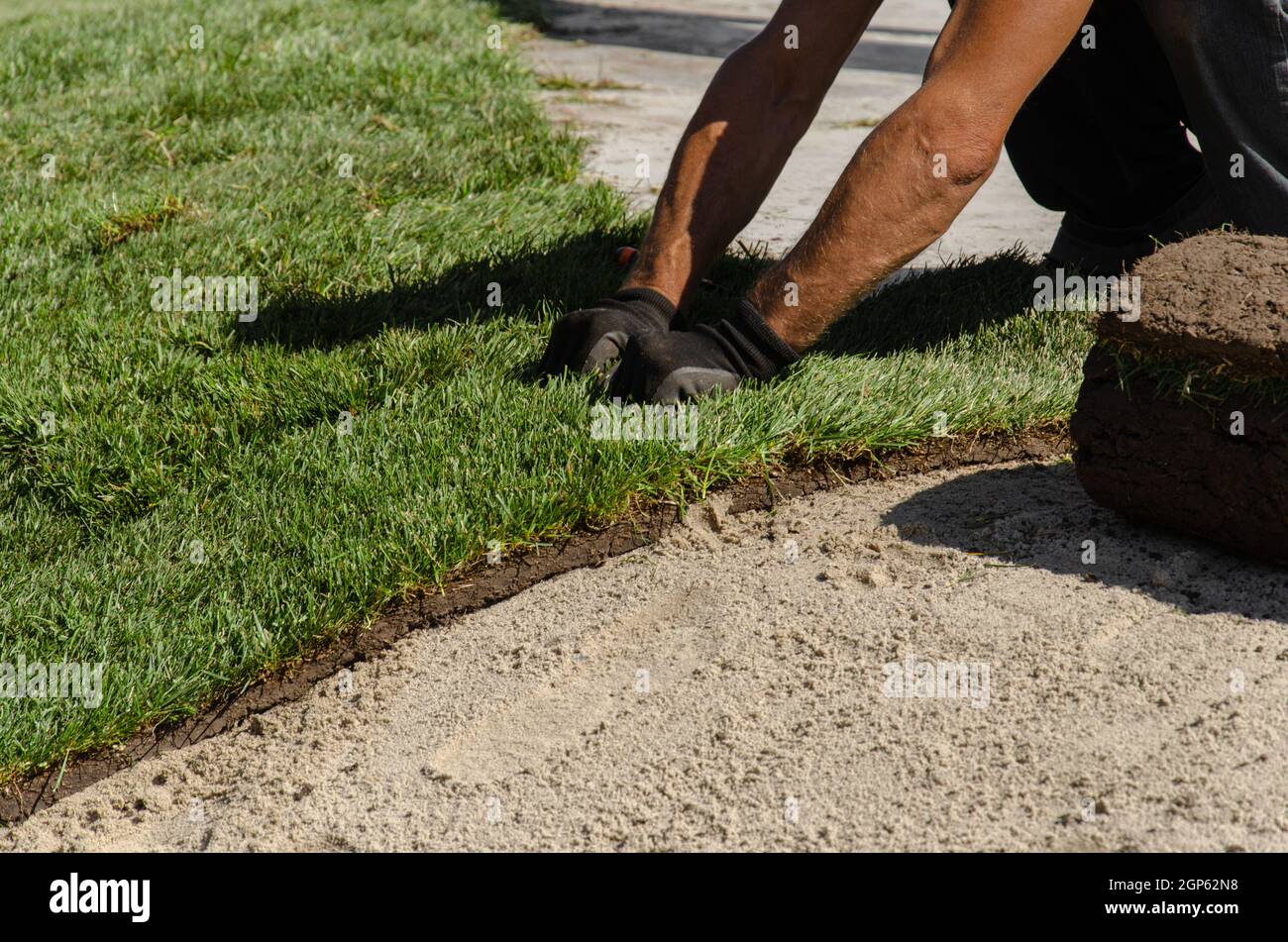 Mains de l'ouvrier dans les gants de jardinage pose de gazon. Application de rouleaux de gazon vert, rendant la nouvelle pelouse dans le parc Banque D'Images