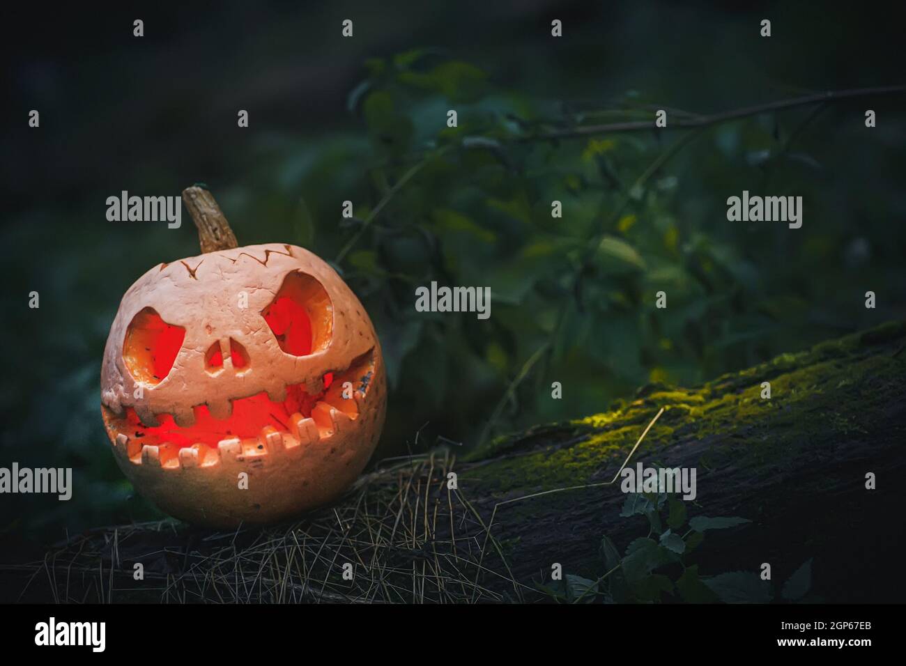Jack O Lantern, avec un visage méchant. Citrouille sculptée pour Halloween sur un arbre tombé dans des bois de nuit. Mystérieuse Halloween soir fond gris avec Banque D'Images