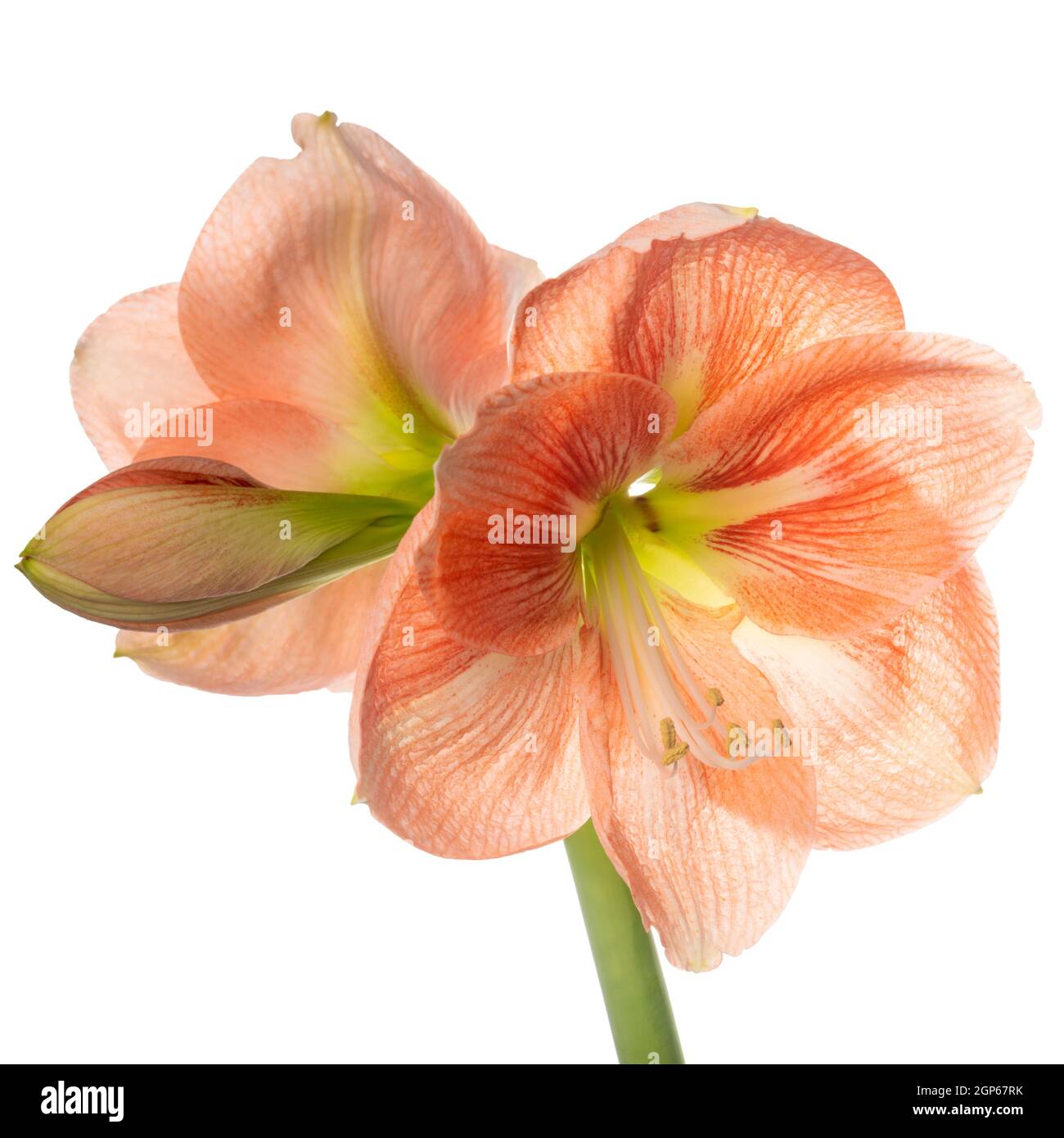 Belle fleur orange Amaryllis ou Hippeastrum isolé sur fond blanc, gros plan Banque D'Images