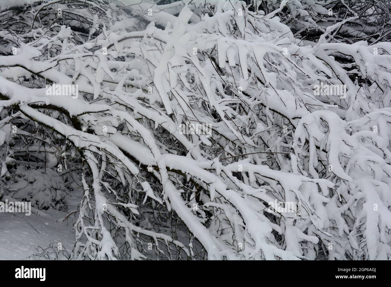 Grosses branches d'un arbre plein de neige en hiver Banque D'Images
