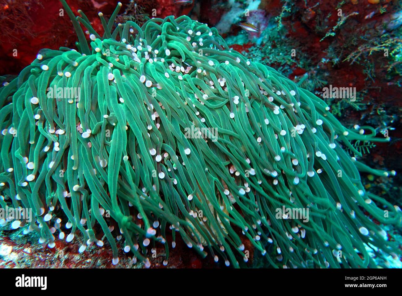 Seeanemone, vermutlich Heliofungia actiniformis Anemonen-Pilzkoralle, Nord-Molukken, Halmahera, indonésien, Lata Lata Banque D'Images