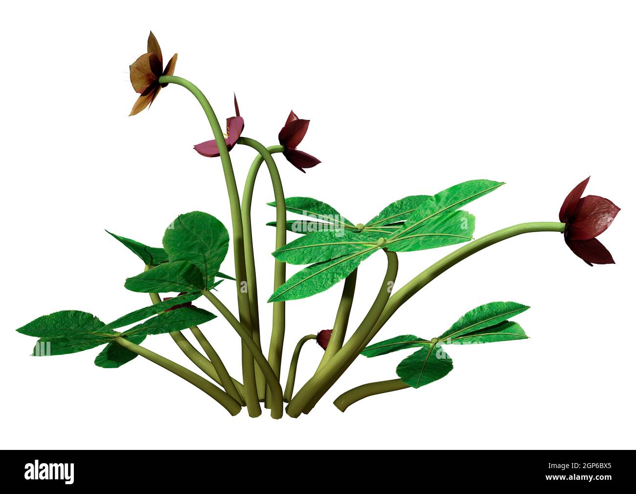 Rendu 3D de fleurs de rose Helleborus orientalis ou de rose de Lenten ou de rose de Noël isolées sur fond blanc Banque D'Images