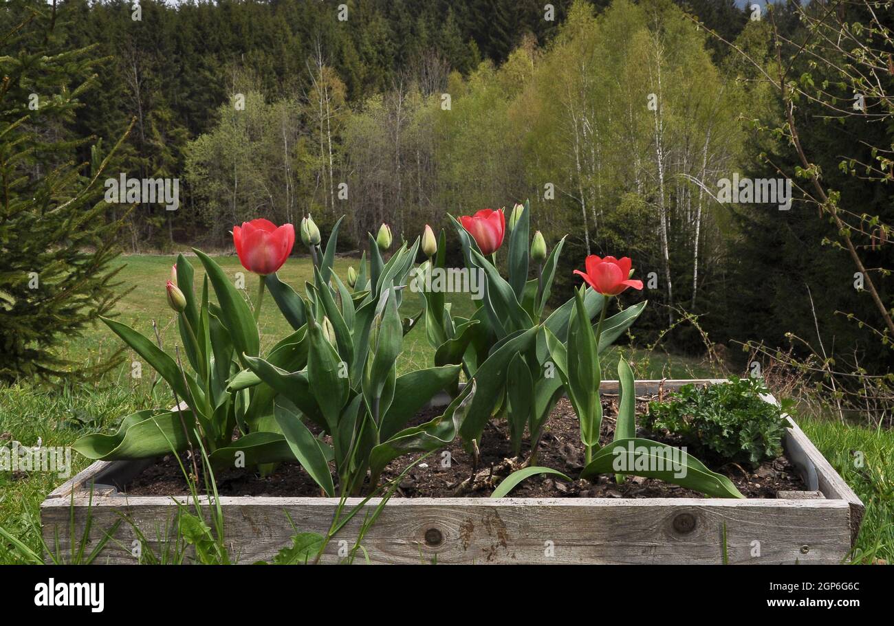 Lit de fleur en bois avec tulipes au printemps Banque D'Images