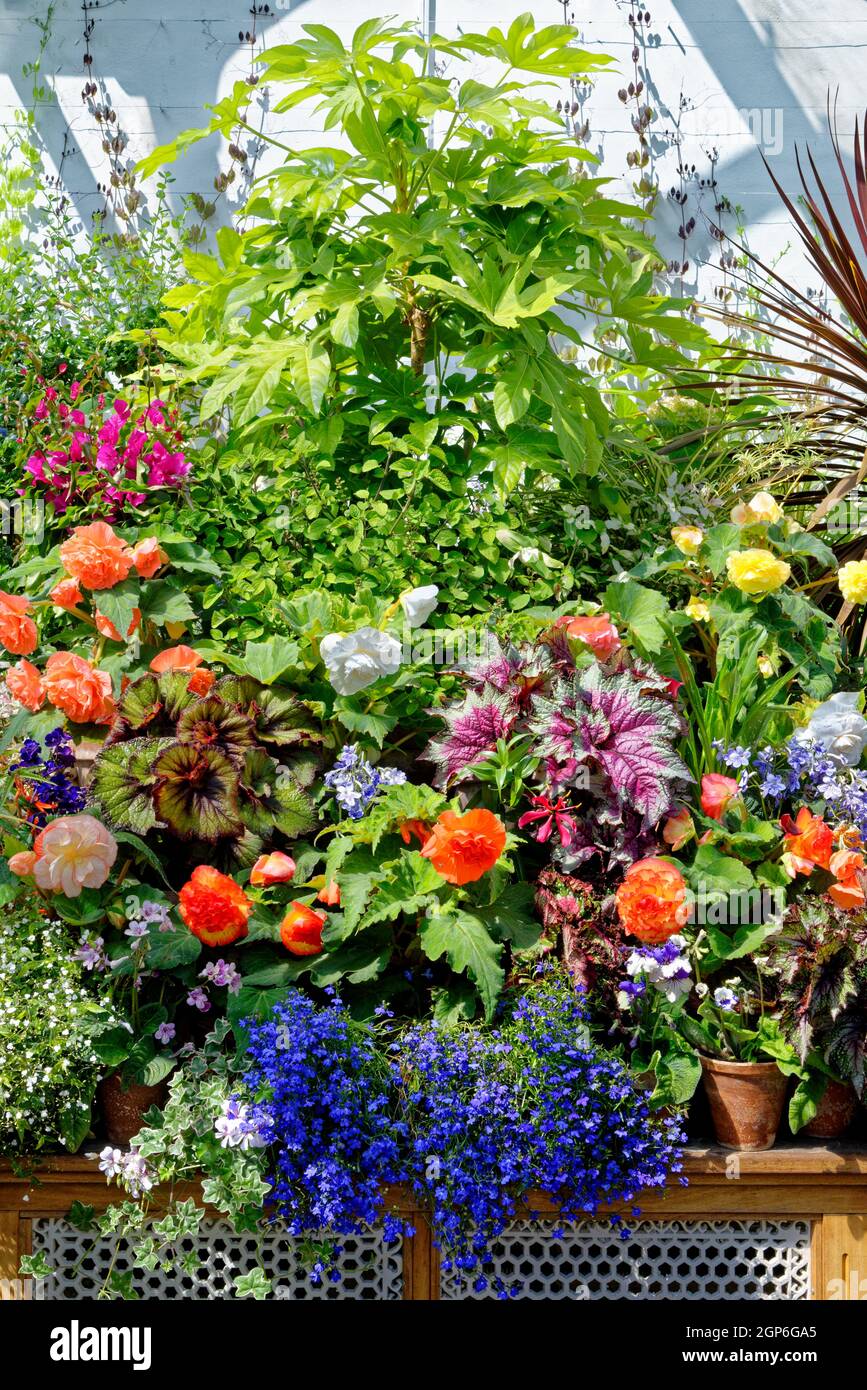 Jardin anglais typique plante des fleurs en été Banque D'Images