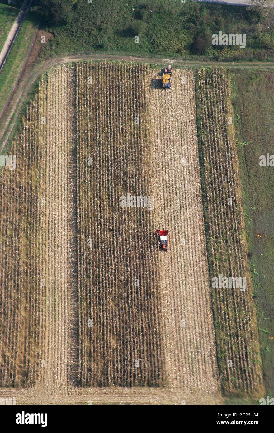 Combiner le maïs récolté dans Sisljavic Croatie Banque D'Images