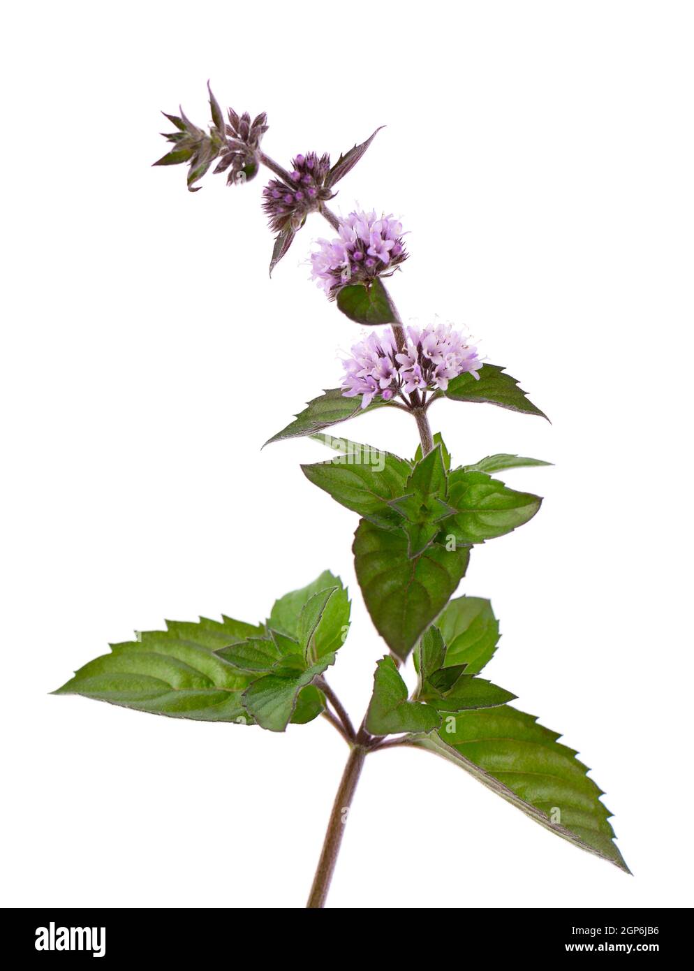 Fleurs de menthe poivrée isolées sur fond blanc. Branche de menthe.  Médecine à base de plantes Photo Stock - Alamy