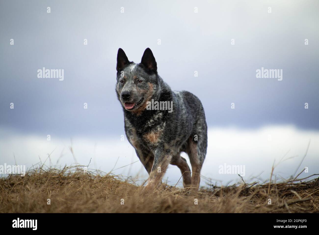 Grand chien gris et rouge et blanc de guérisseur australien debout sur une colline Banque D'Images