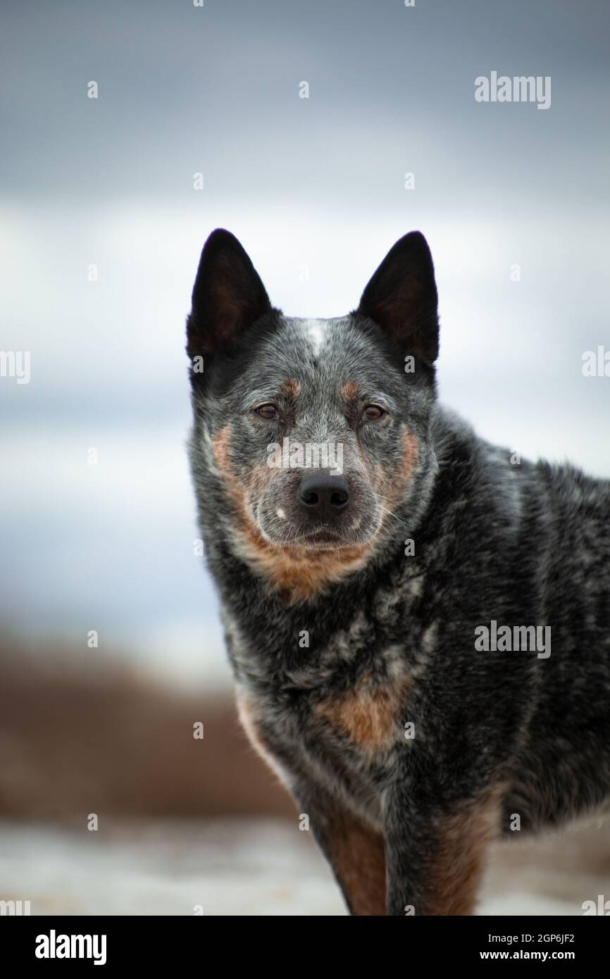 Portrait d'un gris avec rouge en gros points blancs Chien race Australian Healer sur un beige et bleu naturel arrière-plan Banque D'Images