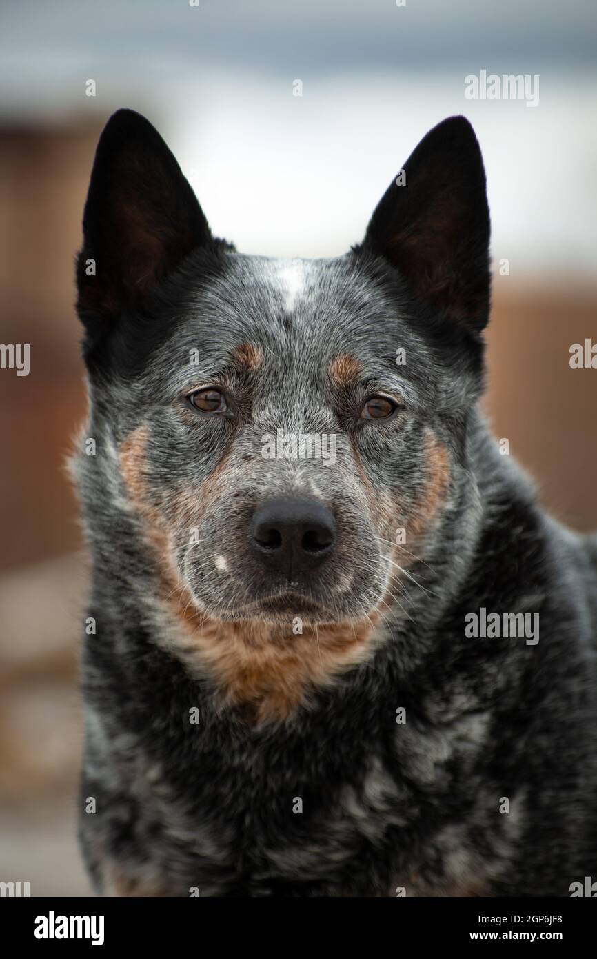 Portrait d'un gris avec rouge en gros points blancs Chien race Australian Healer sur un beige et bleu naturel arrière-plan Banque D'Images