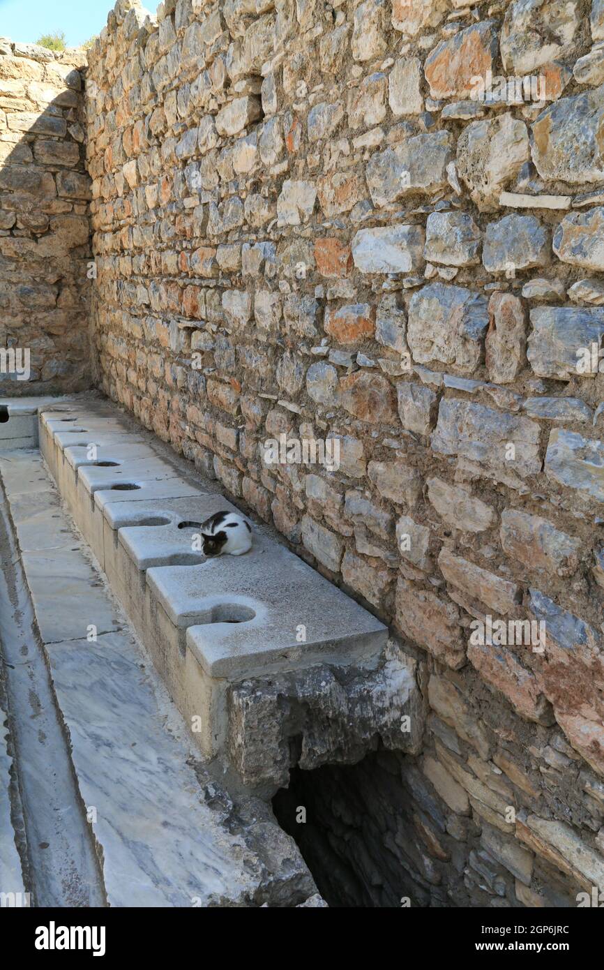 Un chat est posé à côté d'un trou de toilette à la Rimska Latrina (toilettes publiques romaines) sur la rue Curetes, Ephèse, Turquie. Son nez est à côté du trou. Banque D'Images