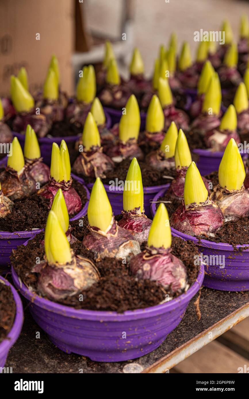 Beaucoup de bulbes de jacinthe avec des pousses dans des pots dans des serres à vendre. Industrie agricole Banque D'Images