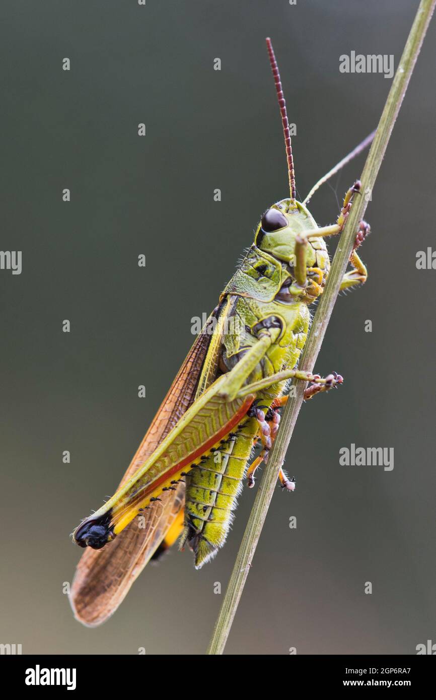 Grand sauterelle de marais (Stethophyma grossum), Emsland, Basse-Saxe, Allemagne Banque D'Images