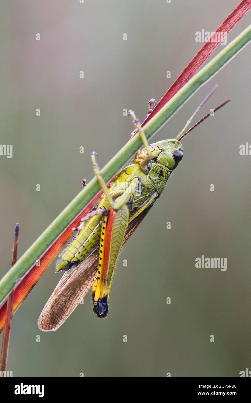 Grand sauterelle de marais (Stethophyma grossum), Emsland, Basse-Saxe, Allemagne Banque D'Images