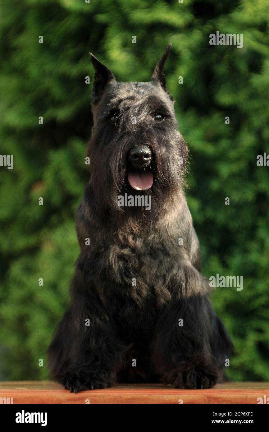 schnauzer miniature race de chien noir se trouve sur un banc l'été dans le cottage à l'extérieur avec la toile de fond de verdure Banque D'Images