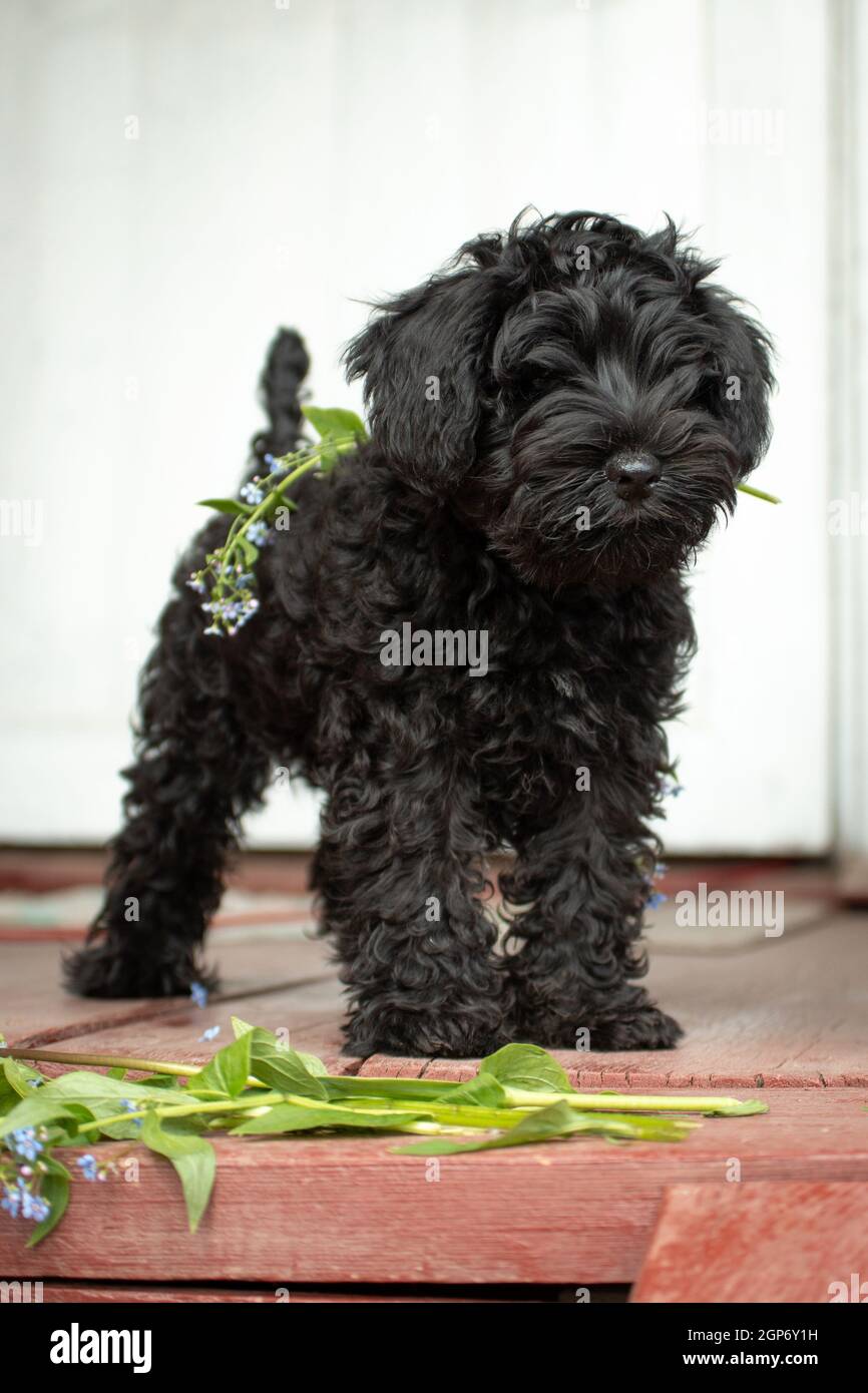 Chiot schnauzer miniature noir dans le pays Banque D'Images