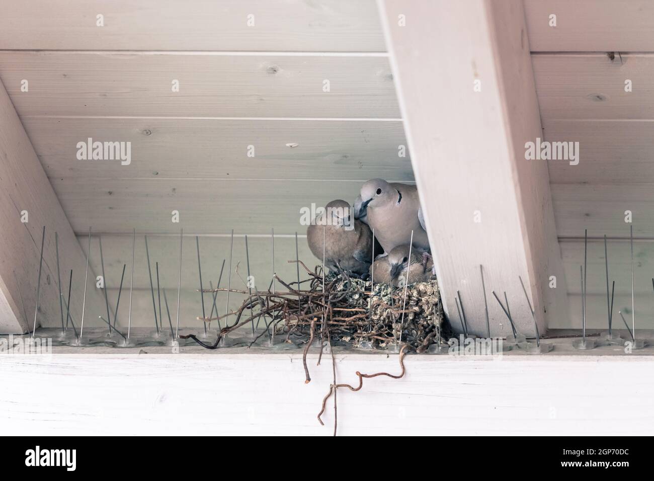 Les jeunes oiseaux pigeon et la mère sont assis dans un nid d'oiseau Banque D'Images