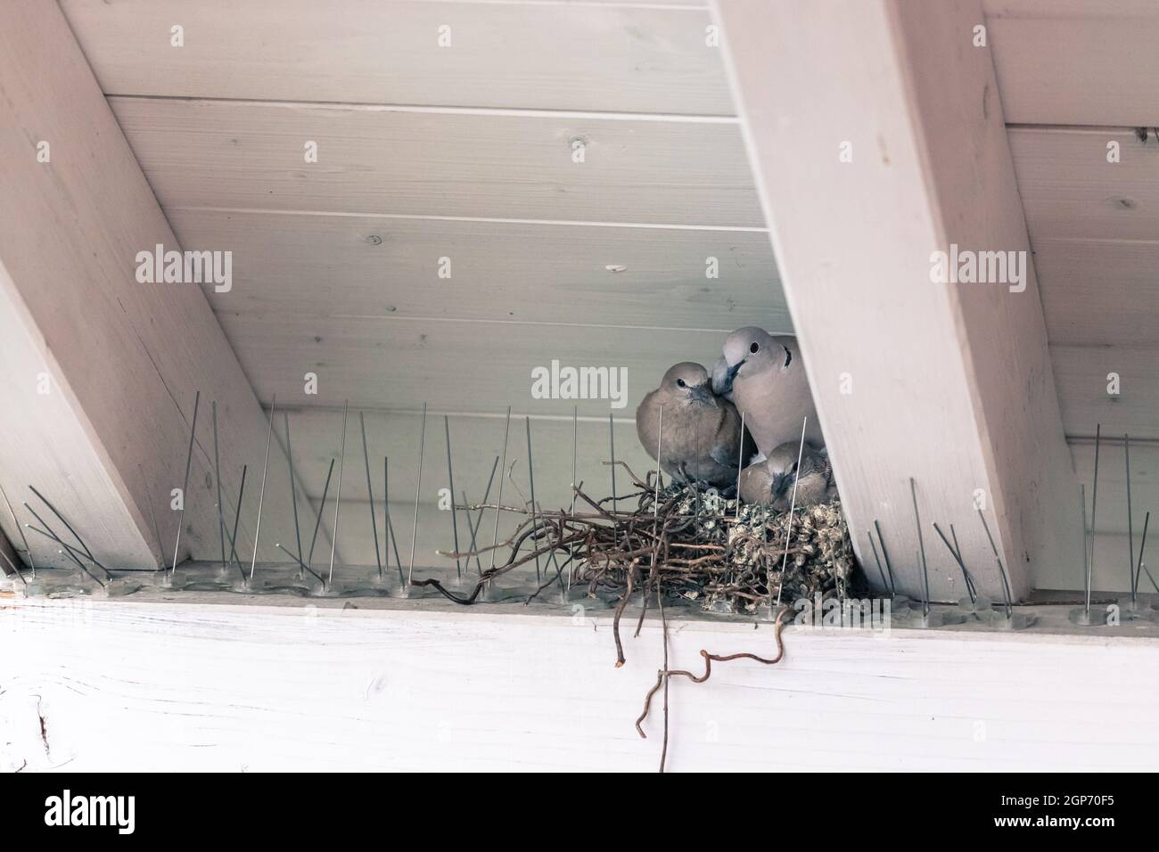 Les jeunes oiseaux pigeon et la mère sont assis dans un nid d'oiseau Banque D'Images