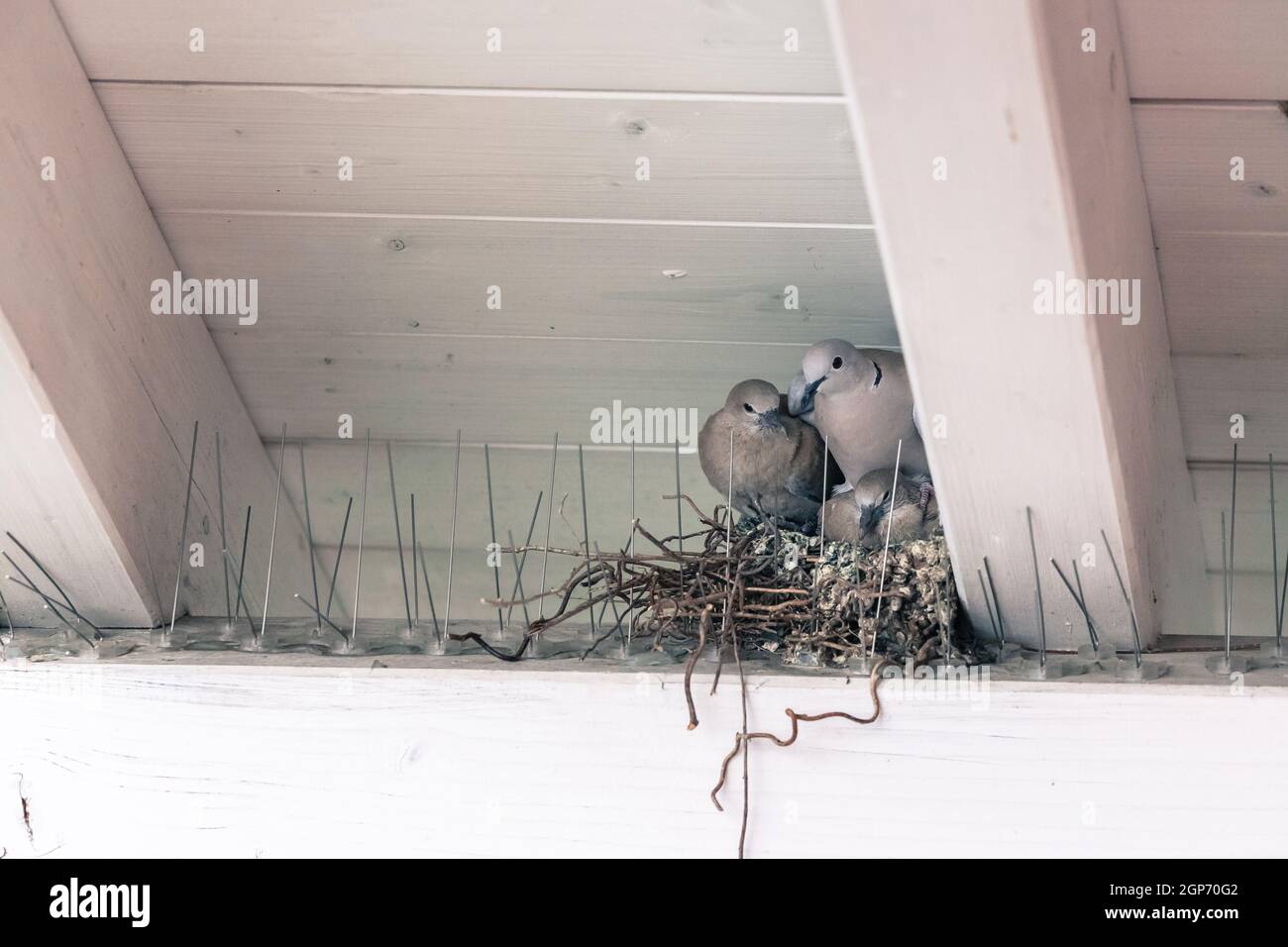 Les jeunes oiseaux pigeon et la mère sont assis dans un nid d'oiseau Banque D'Images