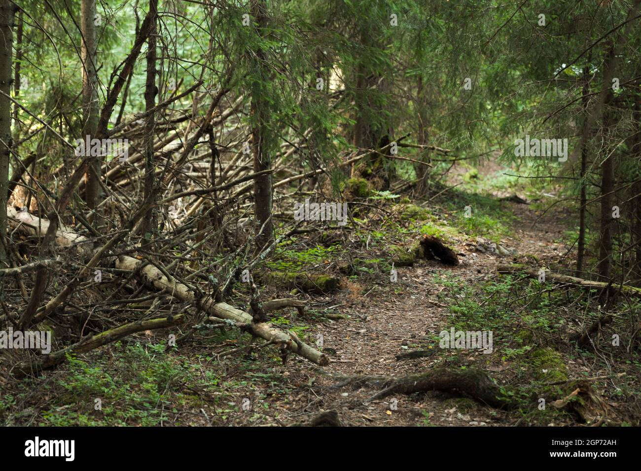 Sentier sombre vide dans la forêt de conifères. Carélie, Russie Banque D'Images