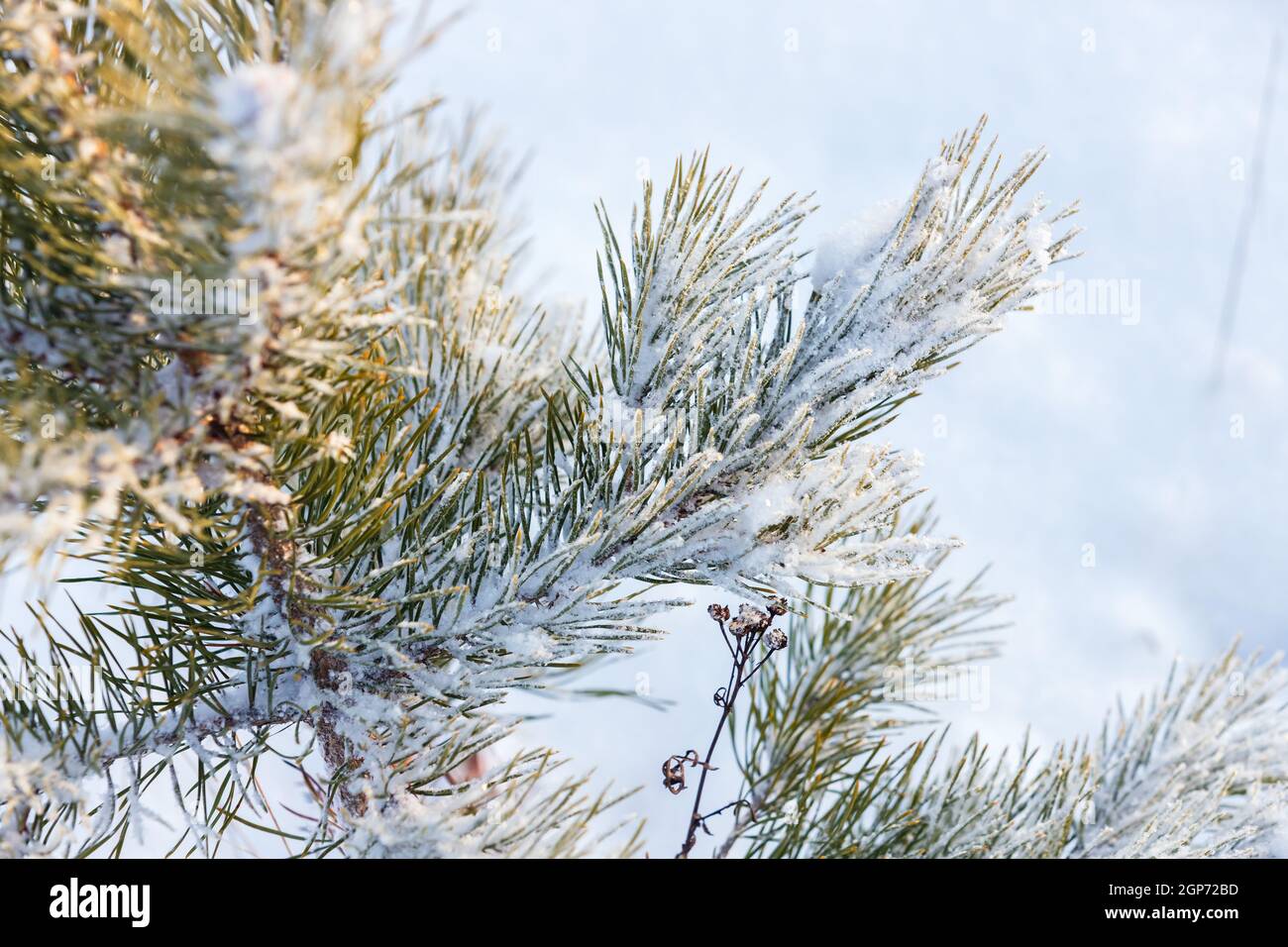 Branche de pin avec givre et neige sur fond blanc flou, photo macro naturelle avec mise au point sélective Banque D'Images