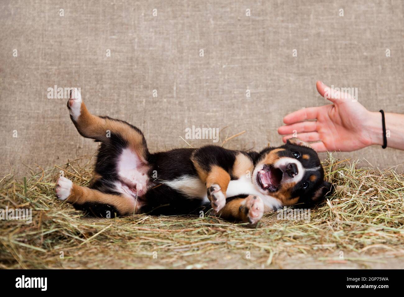 Un chiot de race suisse Entlebuher Sennenhund, brun noir et rouge, allongé sur le foin à l'intérieur d'un terrier en studio, et un han d'homme Banque D'Images