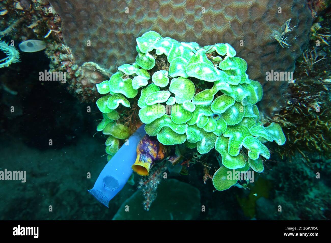 drei unterschiedliche Arten von Seescheiden, die grüne Diplosoma virens, eine Goldseescheide (polycarpa aurata) und eine Blaue Seescheide (Clavelina c Banque D'Images