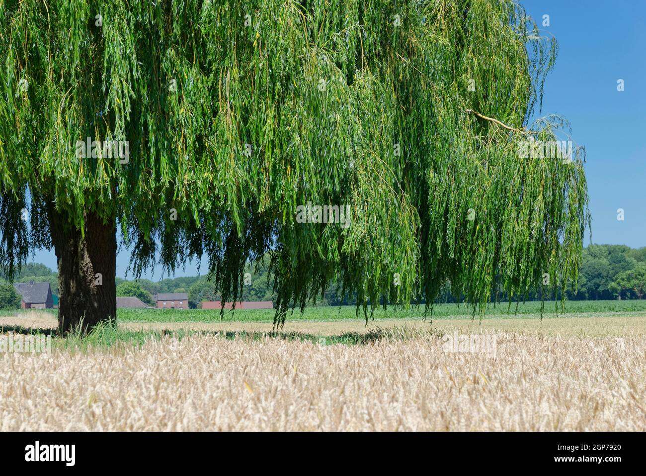 Saule pleurant (Salix babylonica) dans le champ de blé, Wachtendonk, district de Kleve, Rhénanie-du-Nord-Westphalie, Allemagne Banque D'Images