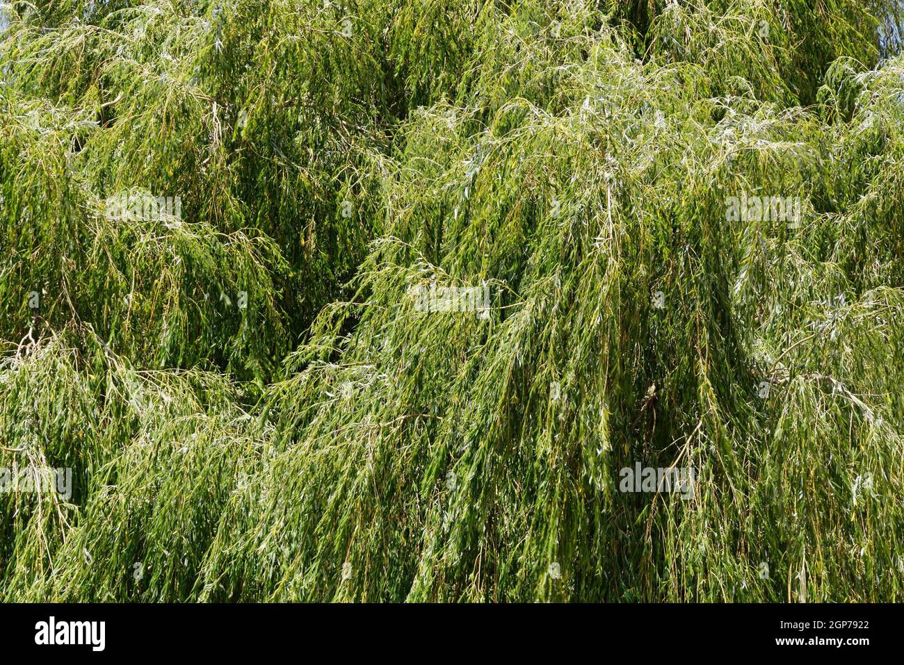 Saule pleurant (Salix babylonica), Wachtendonk, district de Kleve, Rhénanie-du-Nord-Westphalie, Allemagne Banque D'Images