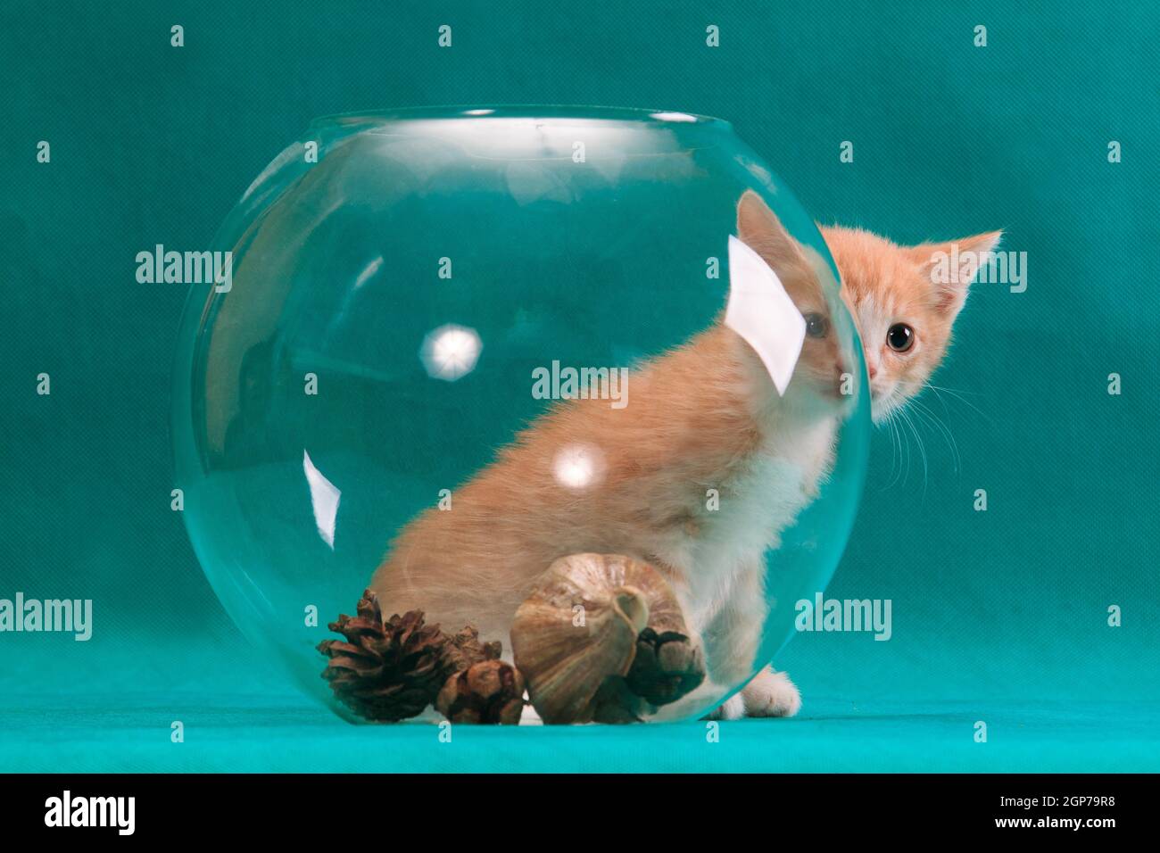 Un petit chaton rouge très doux qui sort de derrière un verre rond bol sphérique sur fond turquoise cyan en studio à l'intérieur Banque D'Images