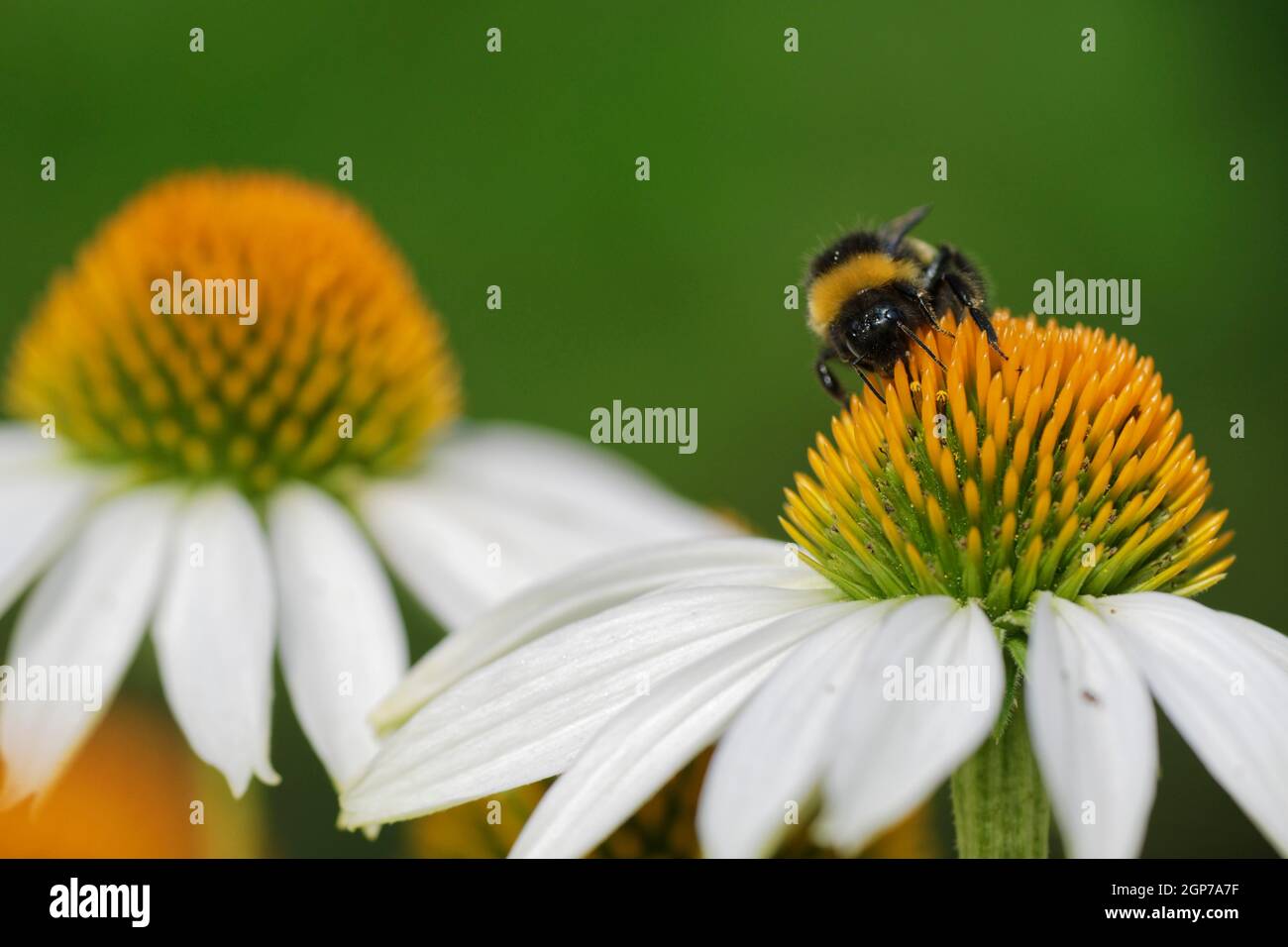 Bumblebee à queue de chamois (Bombus terrestris) collectant du pollen sur le confleur (Echinacea purpurea) Banque D'Images