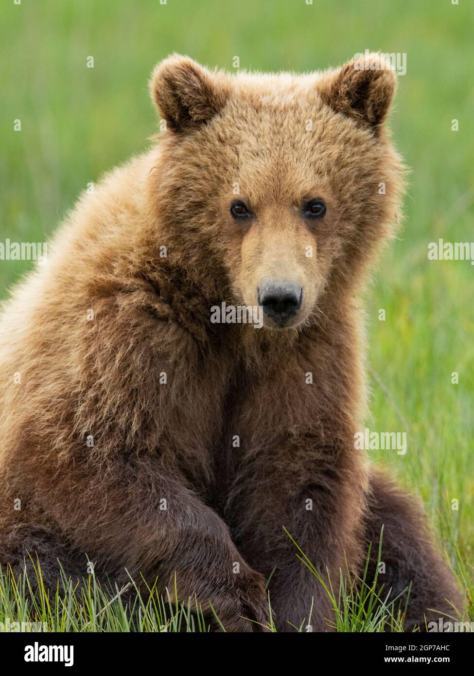 Une couleur brune ou le Grizzli, Lake Clark National Park, Alaska. Banque D'Images