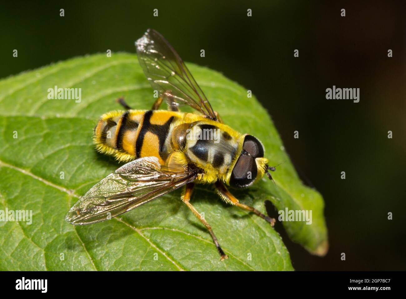 Mouche à tête morte (Myathropa florea) Banque D'Images