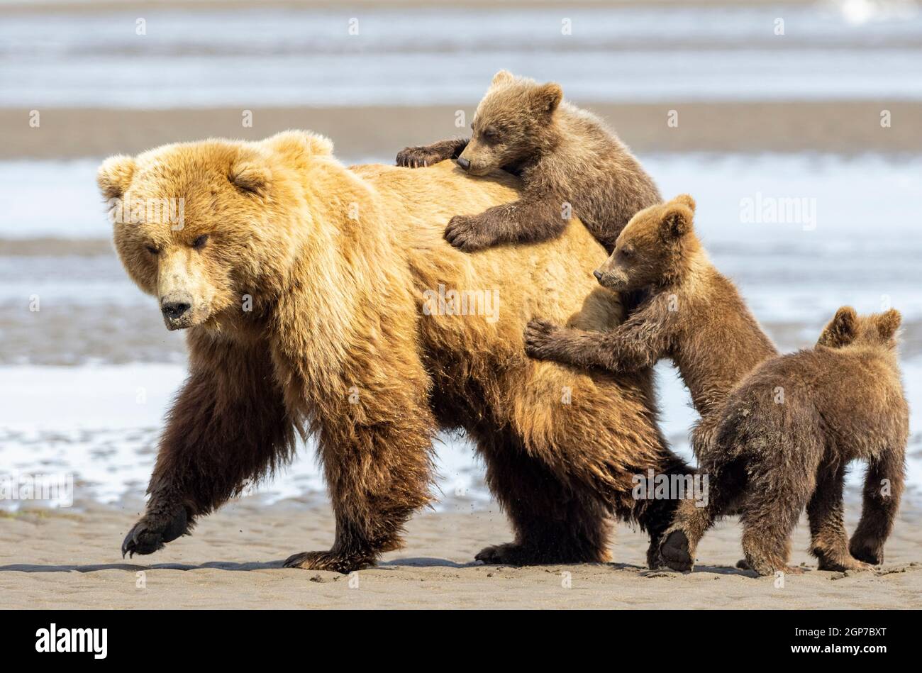 Une couleur brune ou le Grizzli, Lake Clark National Park, Alaska. Banque D'Images