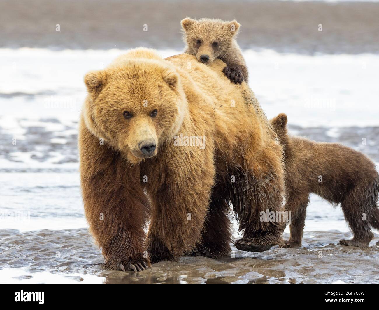Une couleur brune ou le Grizzli, Lake Clark National Park, Alaska. Banque D'Images