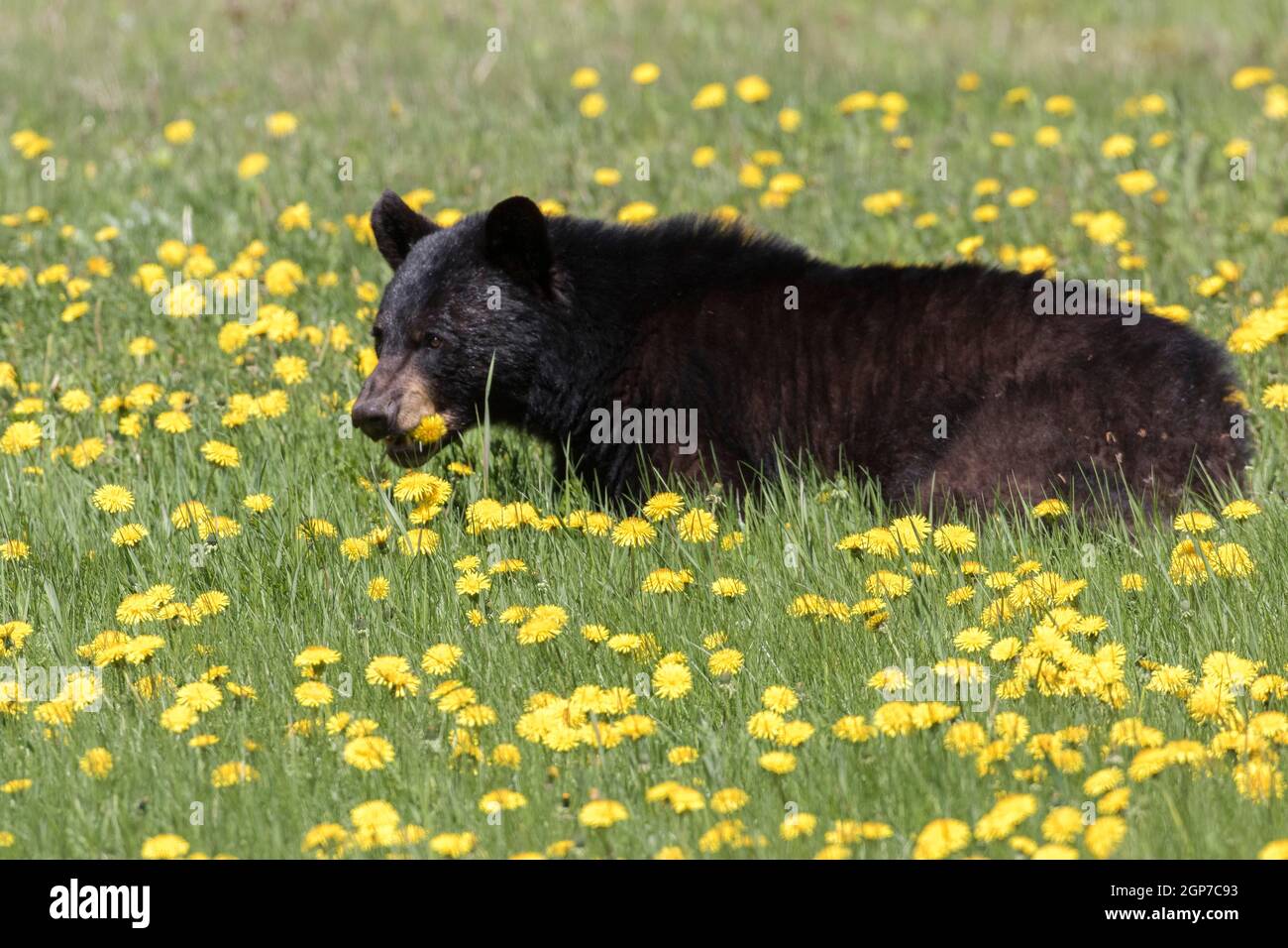 Pissenlit (Ursus americanus), parc national Forillon, Québec, Canada Banque D'Images