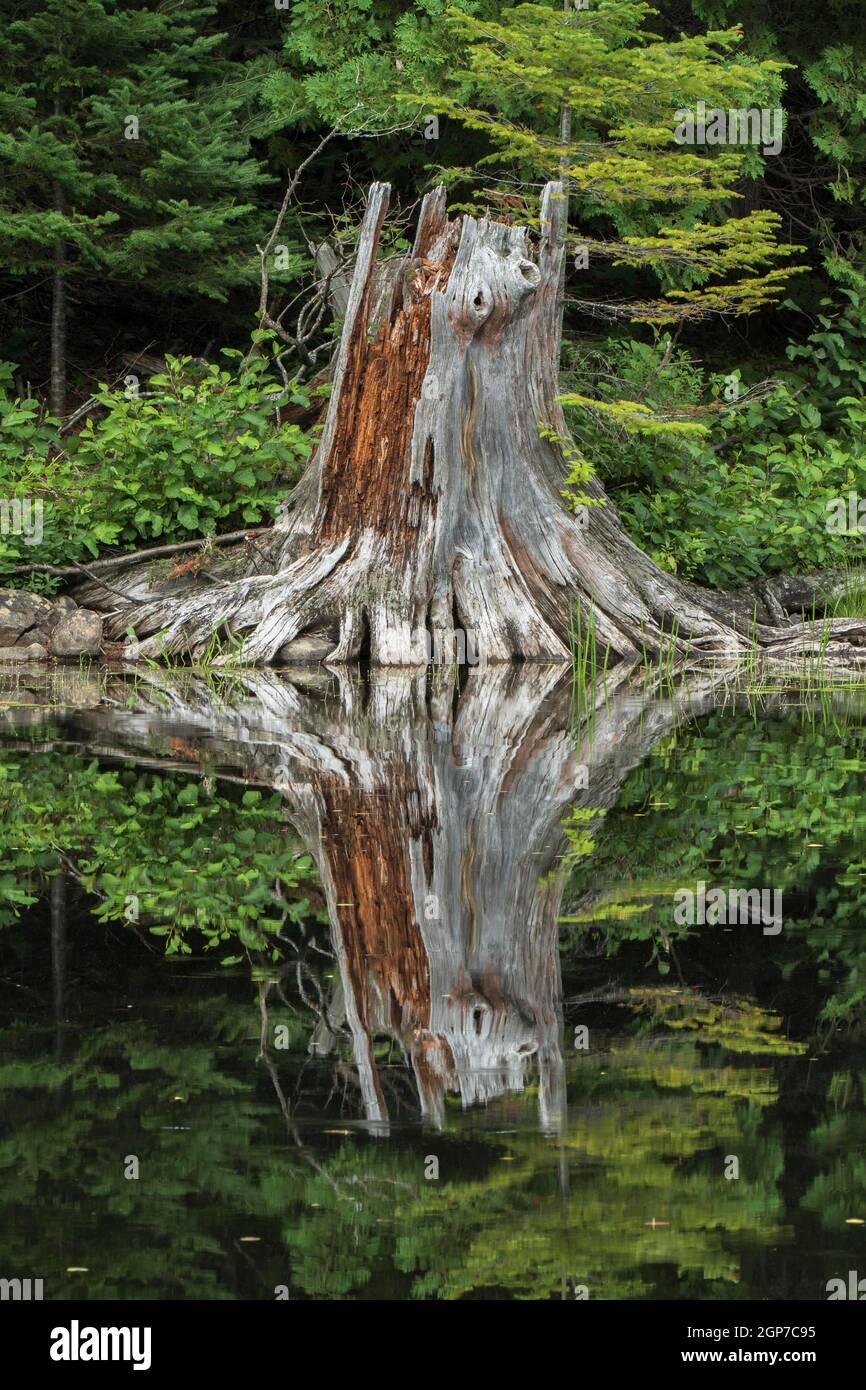Souche de pin blanc, parc national de la Mauricie, Québec, Canada Banque D'Images