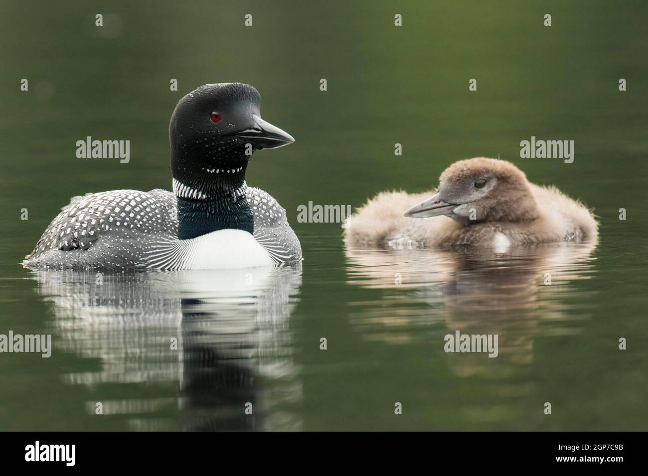 Grand plongeur du Nord (toujours Gavia) et poussin, deux mois, parc national de la Mauricie, Québec, Canada Banque D'Images