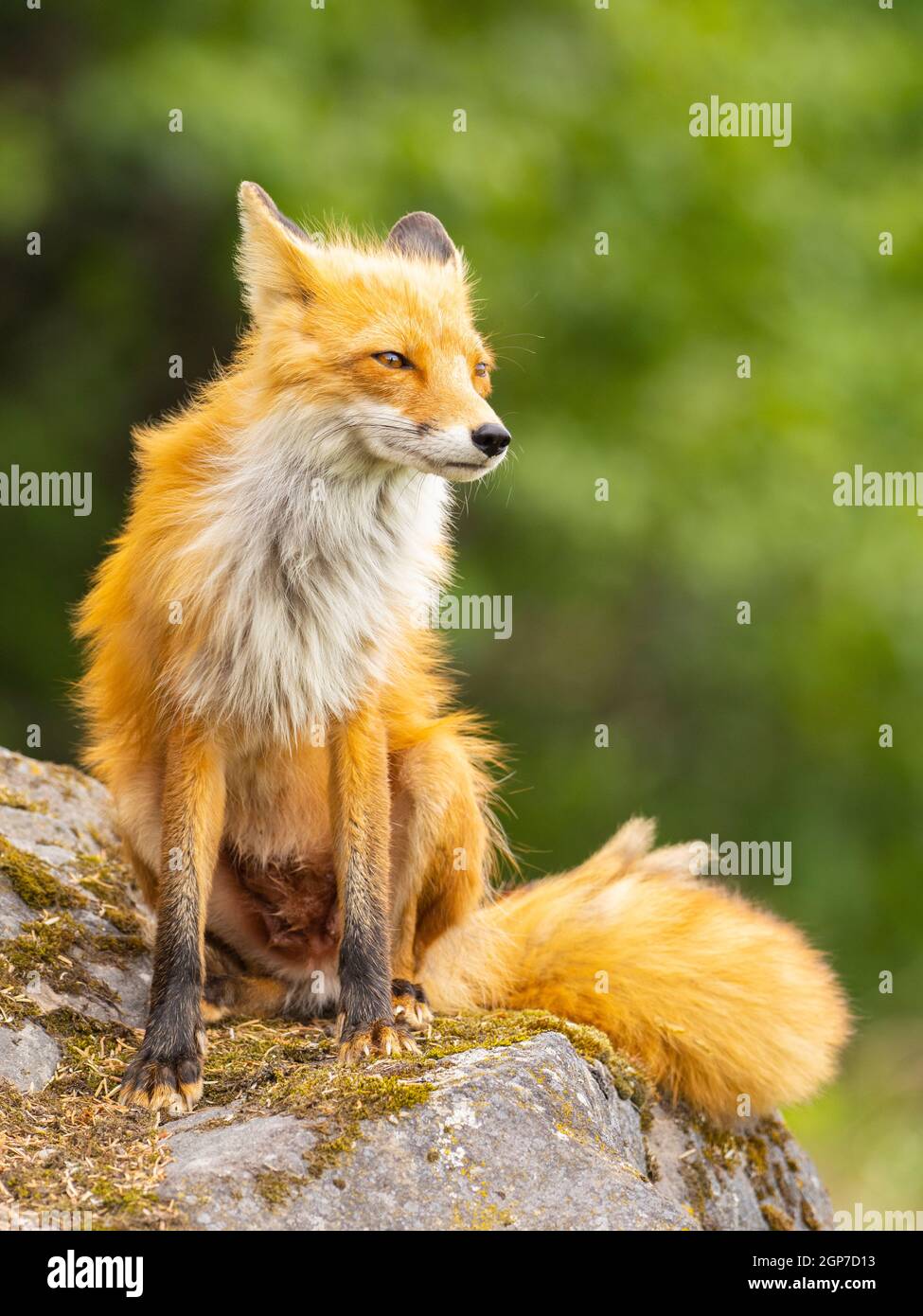 A Red Fox, parc national du lac Clark, Alaska. Banque D'Images