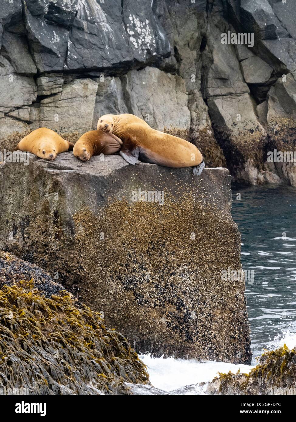 Steller Sea Lions, Parc national Kenai Fjords, près de Seward, Alaska. Banque D'Images
