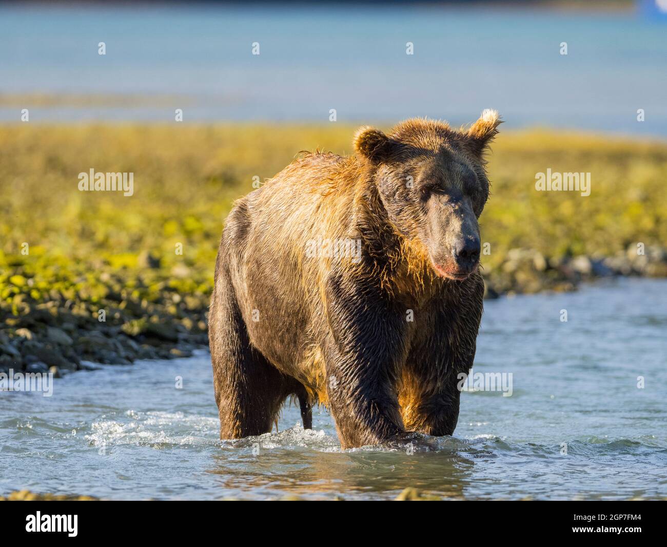 Un ours brun ou grizzli, Geographic Harbour, parc national de Katmai, Alaska. Banque D'Images