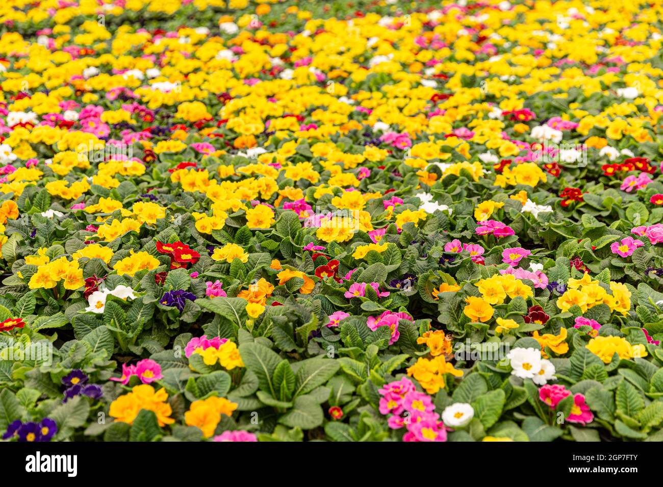 Primula fleurs avec des feuilles de plusieurs couleurs en vente de la serre Banque D'Images
