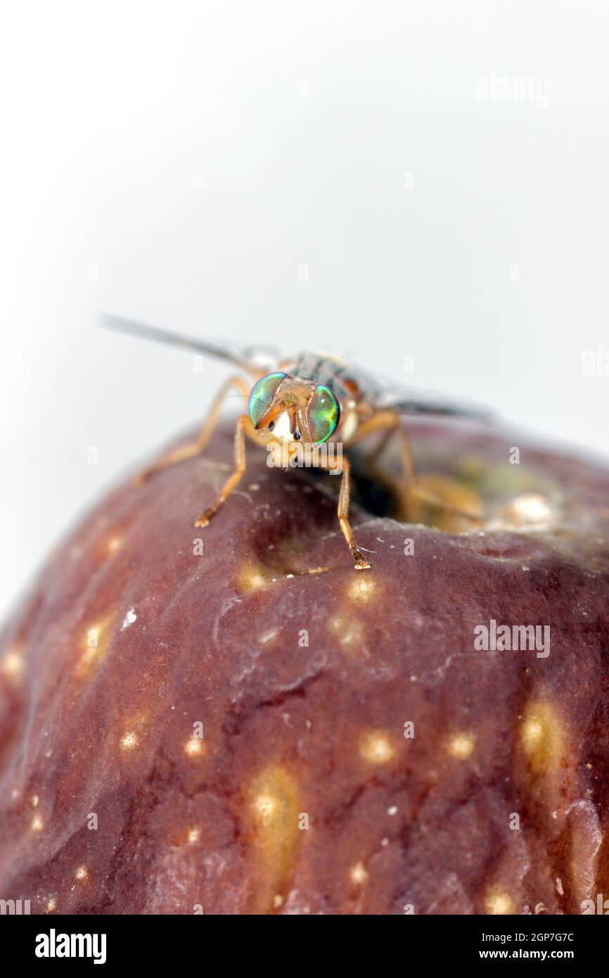Mouche d'olive - Bactrocera oleae. Un des plus importants ravageurs de l'olive. Banque D'Images