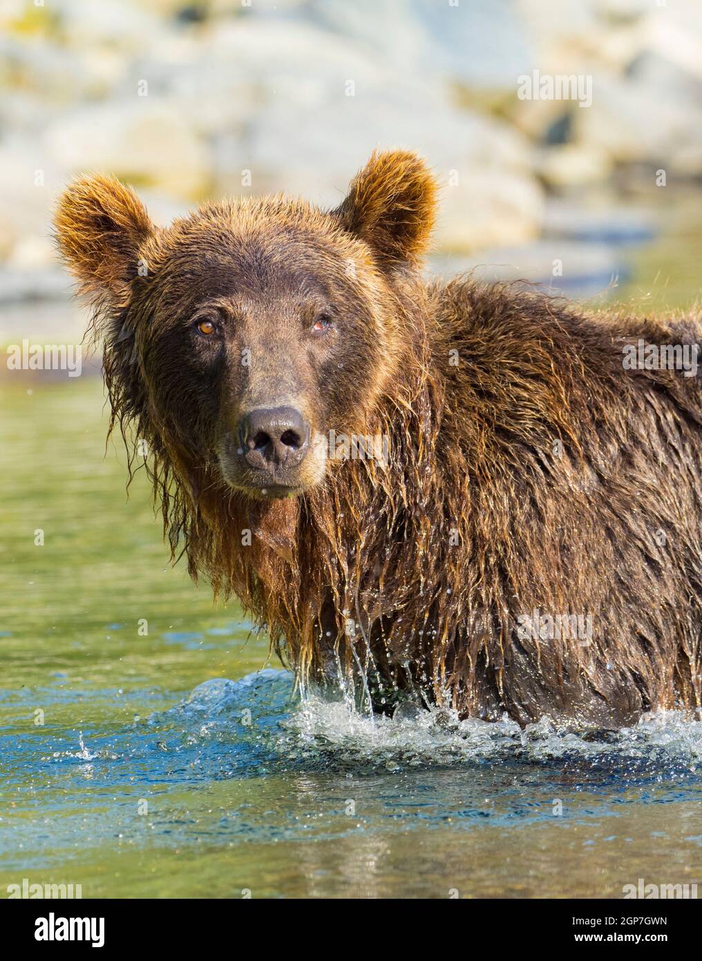 Un ours brun ou grizzli, Kinak Bay, parc national Katmai, Alaska. Banque D'Images