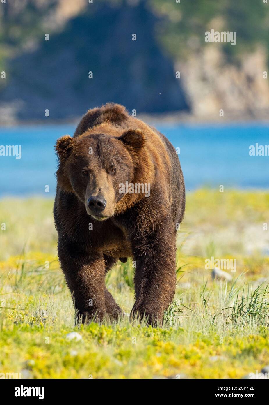Un ours brun ou grizzli, baie Kukak, parc national Katmai, Alaska. Banque D'Images