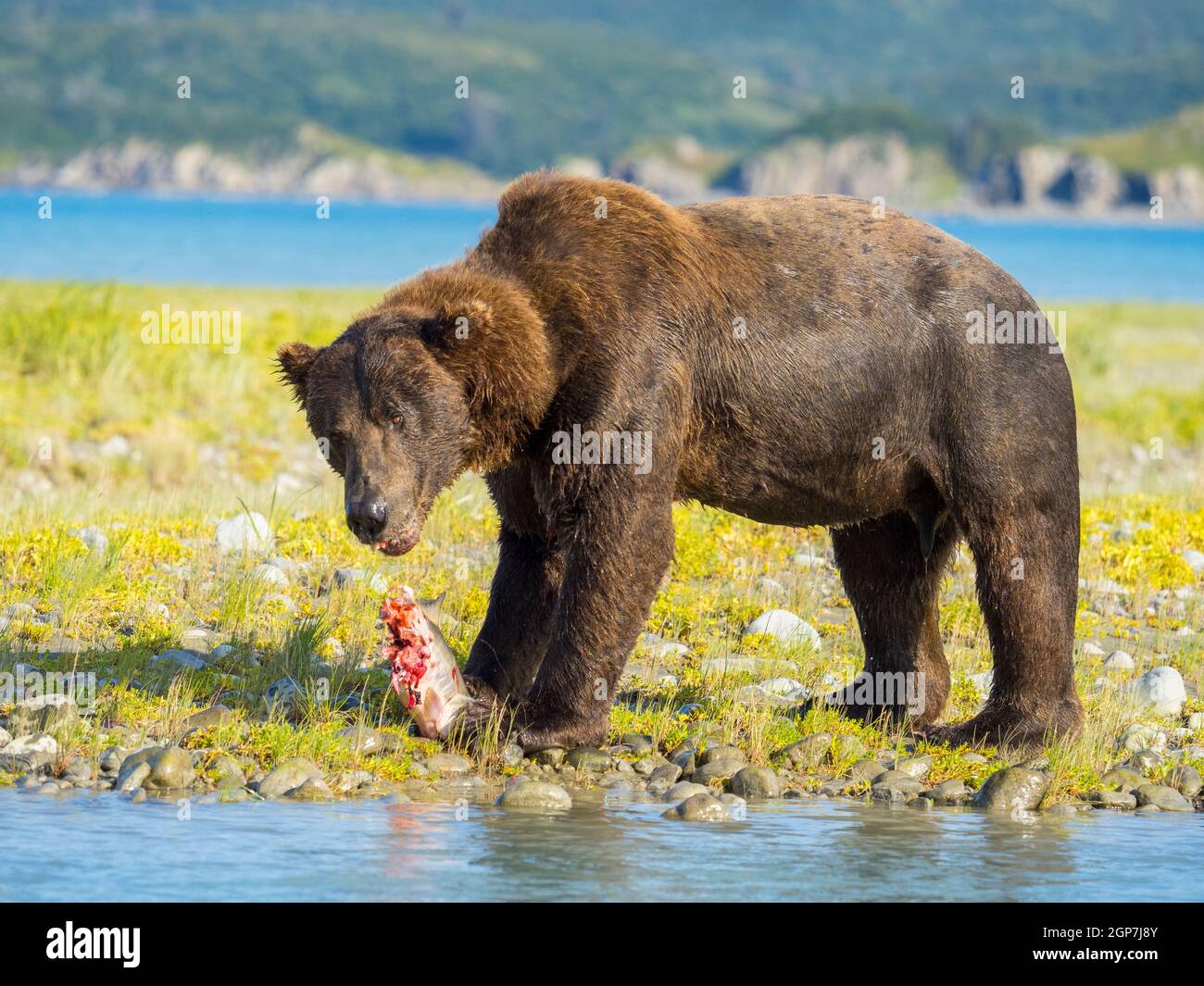 Un ours brun ou grizzli, baie Kukak, parc national Katmai, Alaska. Banque D'Images