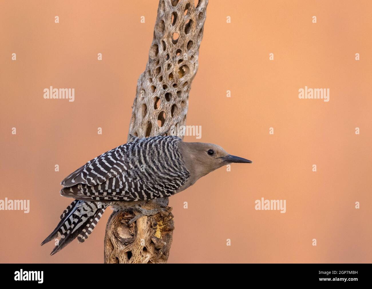 Gila Woodpecker, Marana, près de Tucson, Arizona. Banque D'Images